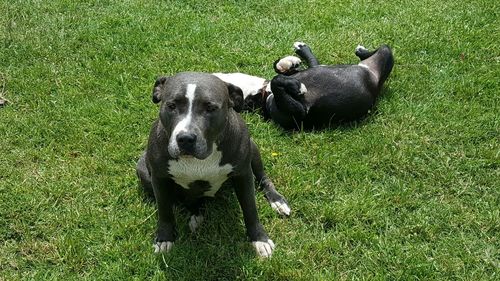 Dogs relaxing on grassy field