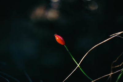 Close-up of plant against blurred background