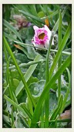 Close-up of pink flowers blooming in field