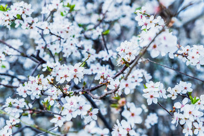 Close-up of cherry blossom tree