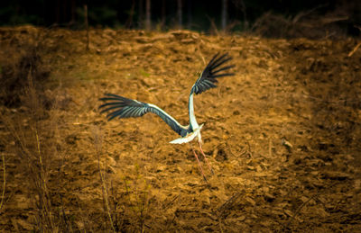 View of a bird flying