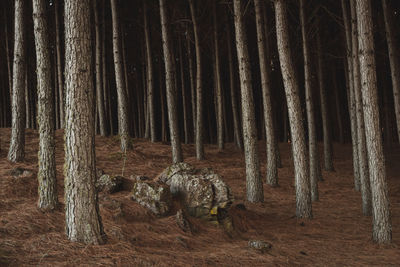 View of trees in forest