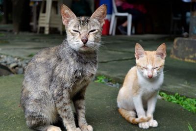 Portrait of cats sitting outdoors