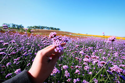 Cropped hand of woman picking flowers on field against clear sky