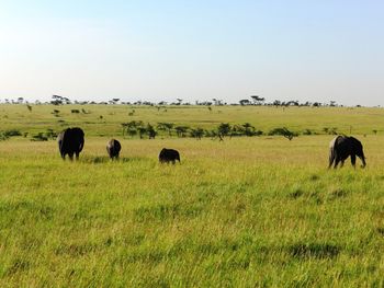 Sheep grazing in a field