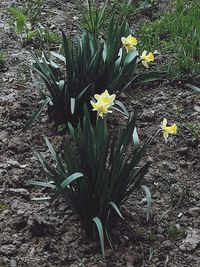 Close-up of yellow crocus flowers growing in field