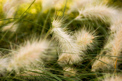 Close-up of dandelion on field