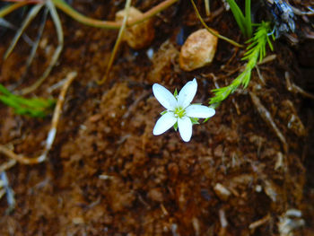 High angle view of flower