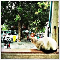 Cat lying down on tree