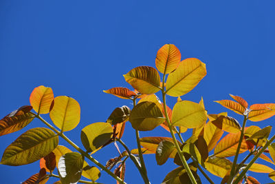 Low angle view of leaves against clear blue sky