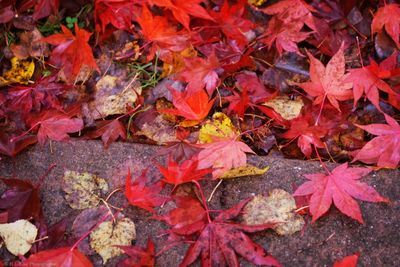 Full frame shot of maple leaves