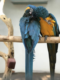 Close-up of a bird perching on wooden post