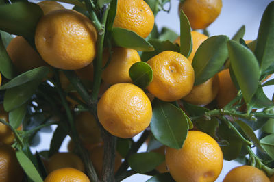 Close-up of fruits on tree