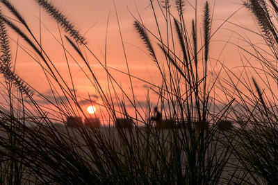 Close-up of grass against sky during sunset