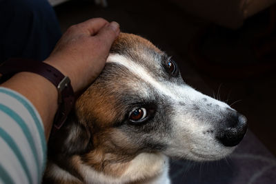 Alskan husky in portrait. a female hand caresses the head