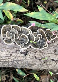 Close-up of mushroom growing on field