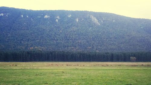 Trees on grassy field against mountain