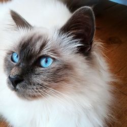 Close-up portrait of cat