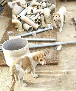 High angle view of dogs on wall