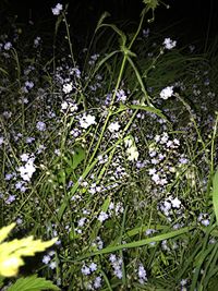 Close-up of white flowers blooming in park