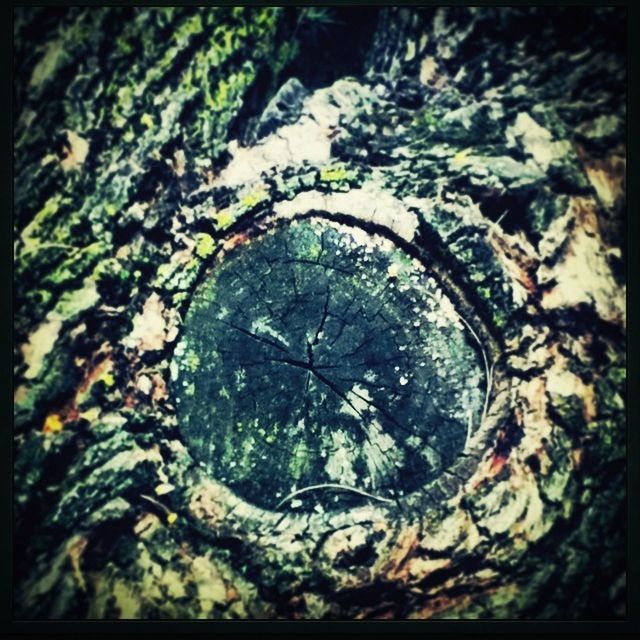textured, transfer print, auto post production filter, close-up, rough, circle, moss, rock - object, pattern, full frame, nature, backgrounds, hole, outdoors, tree trunk, day, tree, no people, natural pattern, high angle view