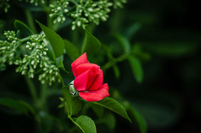 Close-up of red rose flower