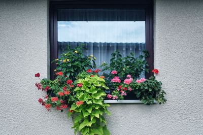 Potted plant by window on wall