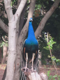 Close-up of bird perching on tree