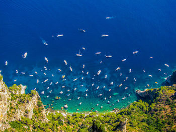 Flock of birds in sea