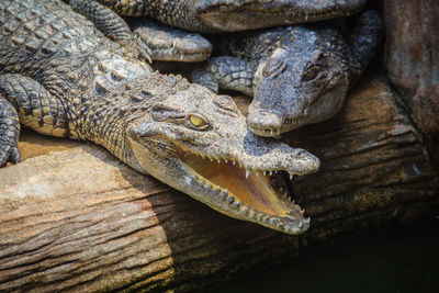 High angle view of crocodile