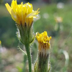 Close-up of yellow flowering plant