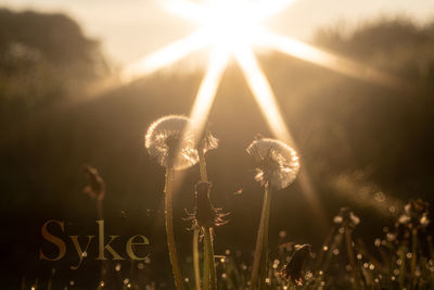 Close-up of dandelion on field