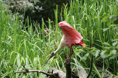 Close-up of a bird perching on a field