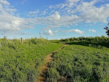 Scenic view of agricultural field against sky