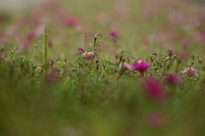 Close-up of pink flowering plants on field