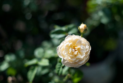 Close-up of white rose against blurred background