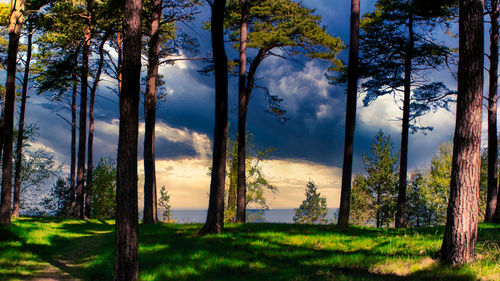 Panoramic shot of trees on land against sky