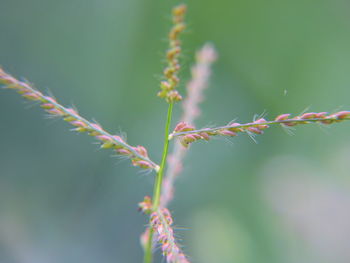 Close-up of plant against blurred background