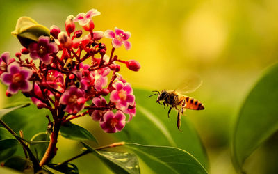 Close-up of bee pollinating on flower