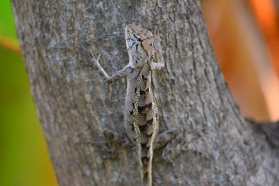 Close-up of lizard on tree trunk