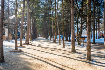 Footpath amidst trees