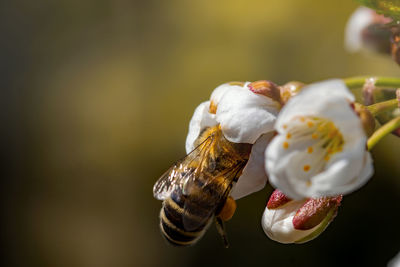 Close-up of bee pollinating flower