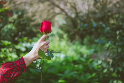 Midsection of person holding red flowering plant