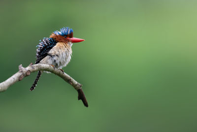 Close-up of bird perching on branch