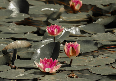 Close-up of pink lotus water lily in lake