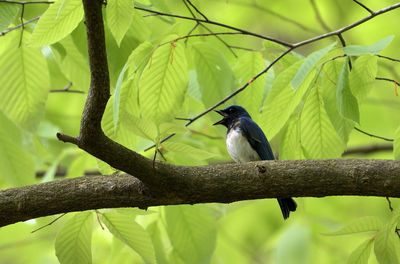 Low angle view of bird perching on tree