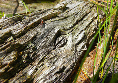 Close-up of tree trunk