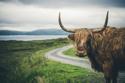 Highlands  cow in a field