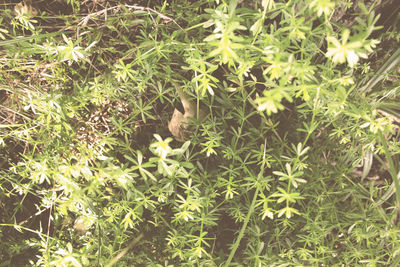 Close-up of green plants