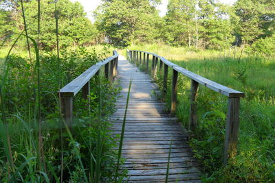 Narrow pathway along trees